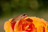 Little frog on a rose