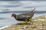 Gallinula chloropus