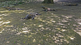 Island Dragons, Komodo, Indonesia.