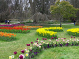 Switzerland - Tip-toe....thru the Tulips..at Morges!