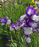 Switzerland - at the Chateau de Vullierens, with irises in bloom!