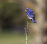 Merlebleu de lEst - Eastern bluebird