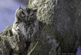 Petit-duc macul - Eastern Screech-Owl