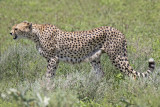 Cheetah_hunting.jpg