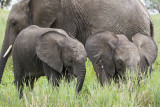 Elephant_with_baby_twins.jpg