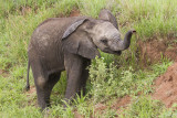 Elephant_baby_lifts_trunk.jpg