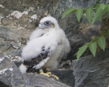 Peregrine_baby_poses.jpg