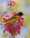 Oriole_with_caterpillar.jpg