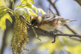 Baybreasted_Warbler_with_caterpillar.jpg