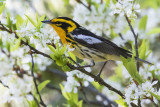 Blackburnian_Warbler_in_flowrs.jpg