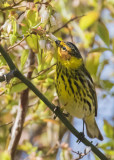 Cape_May_Warbler_looks_in_flower.jpg