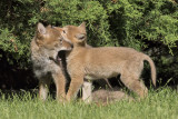 Coyote_Pups_play_fighting.jpg