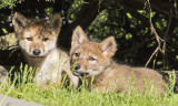 Coyote_pair_resting.jpg