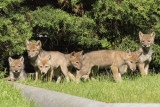 7_Coyote_Pups.jpg