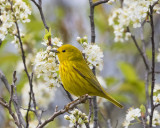 Yellow_warbler_in_Plum_bush.jpg