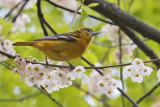 Orchard_Oriole_on_cherry_tree.jpg