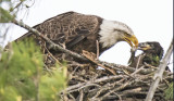 Eagle_mom_feeds_baby_fish.jpg