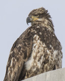 Juvenile_Eagle_on_Plum_Island_lamppost.jpg