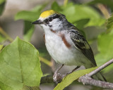 Chestnutsided_warbler.jpg