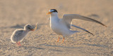 Least_Tern_baby_has_fish_from_dad.jpg