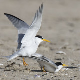 Least_Tern_jumps_off_after_mating_2.jpg