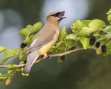 Cedar_Waxwing_eating_a_mulberry.jpg