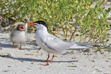 Common_Tern_baby_begs_for_fish.jpg