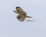 Shorteared_eats_vole_in_midair.jpg