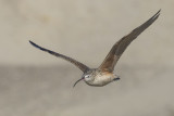 Long-billed Curlew flying