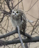 Short-eared fluffs on tree