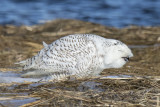 Snowy Owl chewing ice