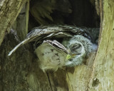 Barred Owlet cuddles under moms wing in hole