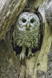 Barred Owl poses coming out of hole
