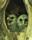 Barred Owlet pair, one calling