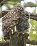 Barred Owl mom preening fledged owlet