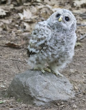 Barred Owl fledgling looks up on rock on path