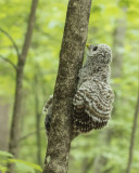 Barred Owlet fledgling climbing a tree