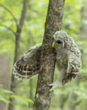 Barred Owlet fledgling climbing a tree