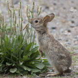 Baby bunny reaches up for a treat