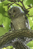 Grey Screech Owlet in tree