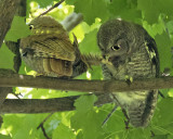 Screech Owlet chews on sibling's feathers
