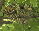 Screech Owlet pair raise their wings together