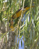 Oriole mom feeds caterpillar to baby