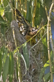 Oriole baby flaps out of its nest