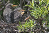 Green Heron fledglings on nest, four