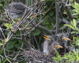 Green Heron fledgling looks up from nest at one on branch
