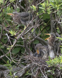 Green Heron fledgling calls from nest to one on branch