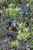 Green Heron fledglings fight to get to mom behind bush for food