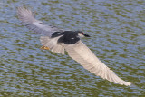 Black-crowned Night Heron flying over pond