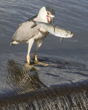 Black-crowned Night Heron with big fish